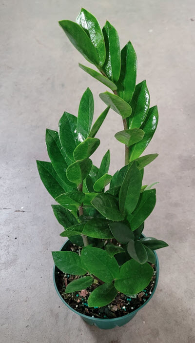 6" Zamiacalcus ZZ Regular